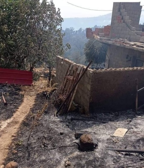 Cezayir'de orman yangını faciası: 26 kişi hayatını kaybetti...
